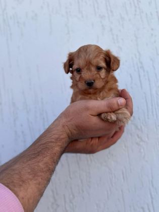 MALTİPOO ADRESE TESLİM, KAPIDA ÖDEME YAPABİLİRSİNİZ