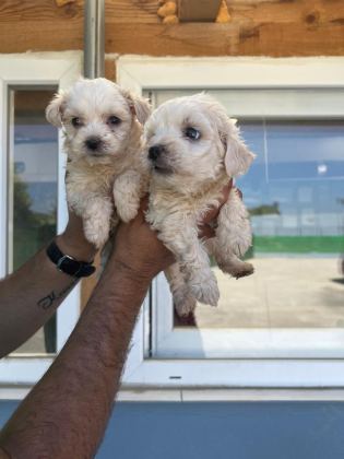 MALTİPOO ADRESE TESLİM, KAPIDA ÖDEME YAPABİLİRSİNİZ