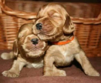 AMERİKAN COCKER YAVRULAR İÇİN ULAŞABİLİRSİNİZ