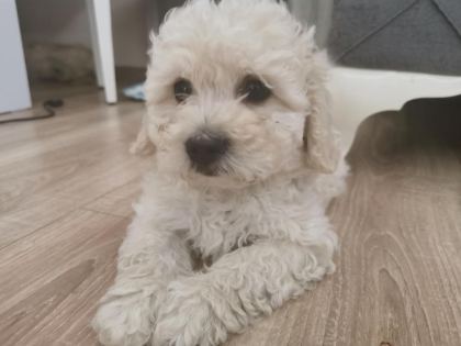 MALTİPOO ADRESE TESLİM, KAPIDA ÖDEME YAPABİLİRSİNİZ