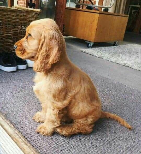 AMERİKAN COCKER İSTANBUL BEYLİKDÜZÜ - AVCILAR