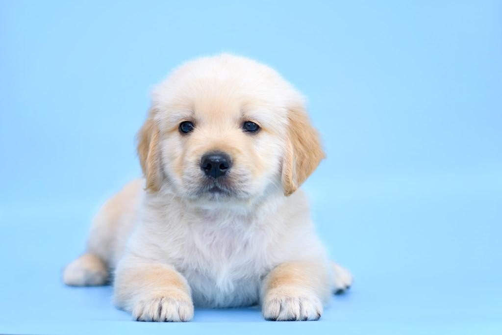 GOLDEN RETRİEVER ADRESE TESLİM KAPIDA ÖDEME YAPABİLİRSİNİZ