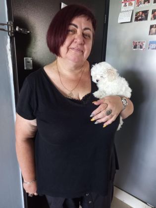 MALTESE TERRİER ADRESE TESLİM, KAPIDA ÖDEME YAPABİLİRSİNİZ