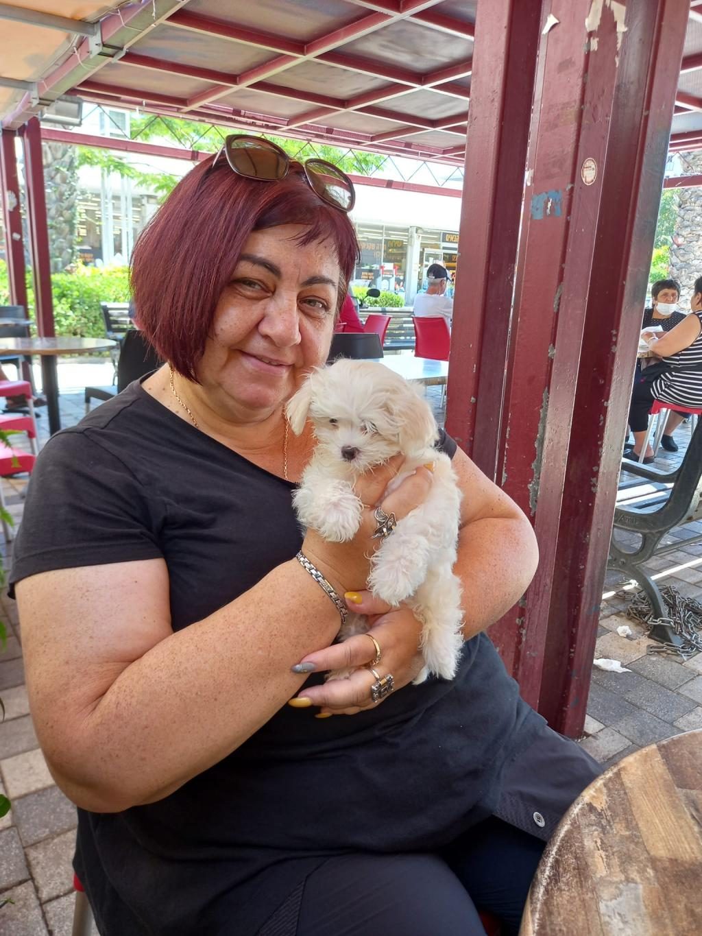 MALTESE TERRİER ADRESE TESLİM, KAPIDA ÖDEME YAPABİLİRSİNİZ