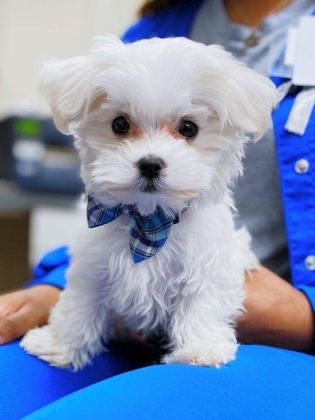 MALTESE TERRİER ADRESE TESLİM, KAPIDA ÖDEME YAPABİLİRSİNİZ