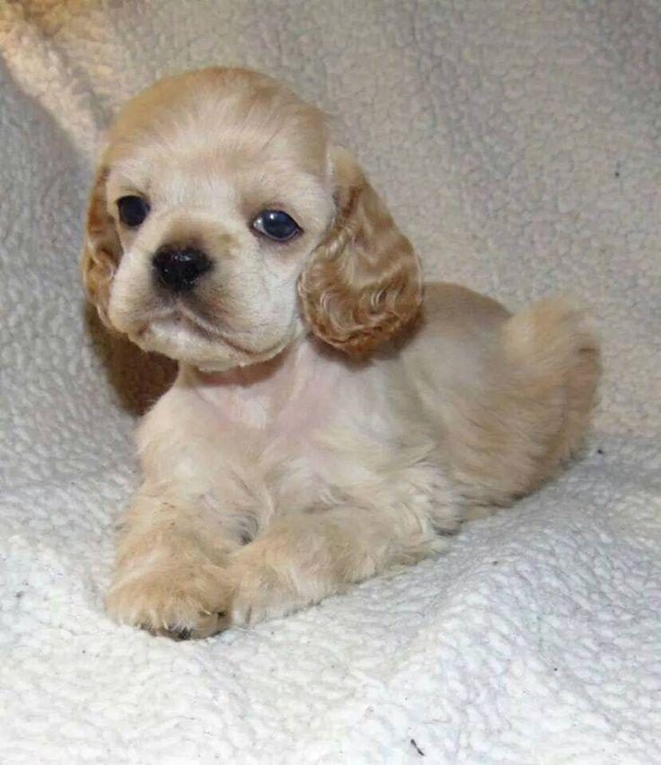 AMERİKAN COCKER KÖPEKLERİMİZ GELİP GÖREREK ALABİLİRSİNİZ