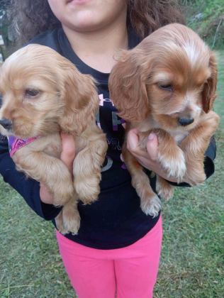 AMERİKAN COCKER KÖPEKLERİMİZ GELİP GÖREREK ALABİLİRSİNİZ