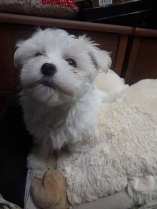 MALTESE TERRİER ADRESE TESLİM, KAPIDA ÖDEME YAPABİLİRSİNİZ