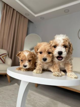 MALTİPOO ADRESE TESLİM, KAPIDA ÖDEME YAPABİLİRSİNİZ