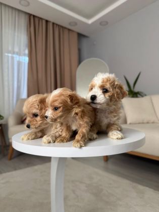 MALTİPOO ADRESE TESLİM, KAPIDA ÖDEME YAPABİLİRSİNİZ