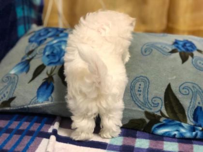 MALTESE TERRİER ADRESE TESLİM, KAPIDA ÖDEME YAPABİLİRSİNİZ