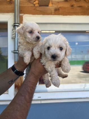 MALTİPOO ADRESE TESLİM, KAPIDA ÖDEME YAPABİLİRSİNİZ