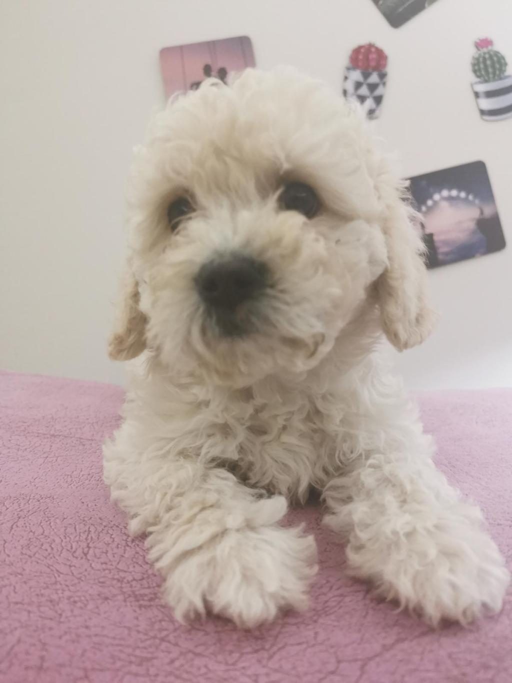 MALTİPOO ADRESE TESLİM, KAPIDA ÖDEME YAPABİLİRSİNİZ