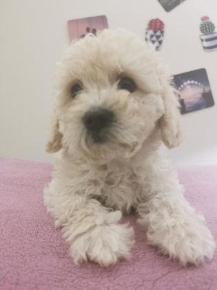 MALTİPOO ADRESE TESLİM, KAPIDA ÖDEME YAPABİLİRSİNİZ