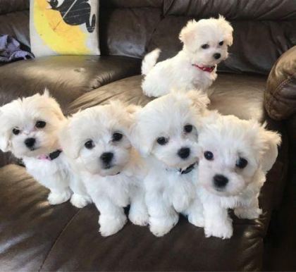 MALTESE TERRİER ADRESE TESLİM, KAPIDA ÖDEME YAPABİLİRSİNİZ
