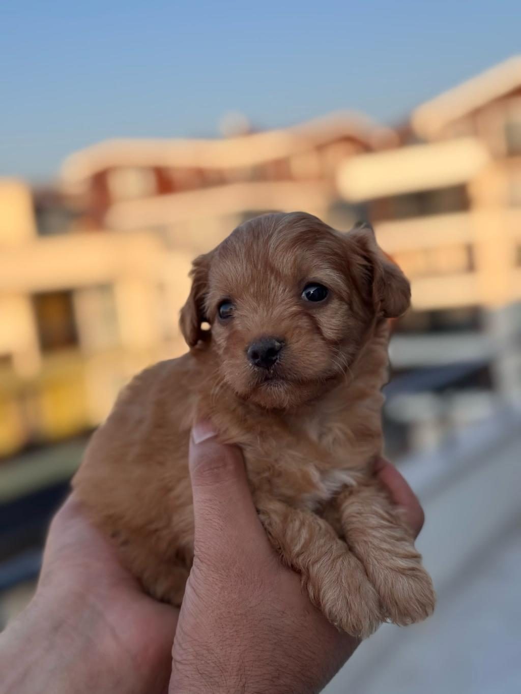 MALTİPOO ADRESE TESLİM, KAPIDA ÖDEME YAPABİLİRSİNİZ