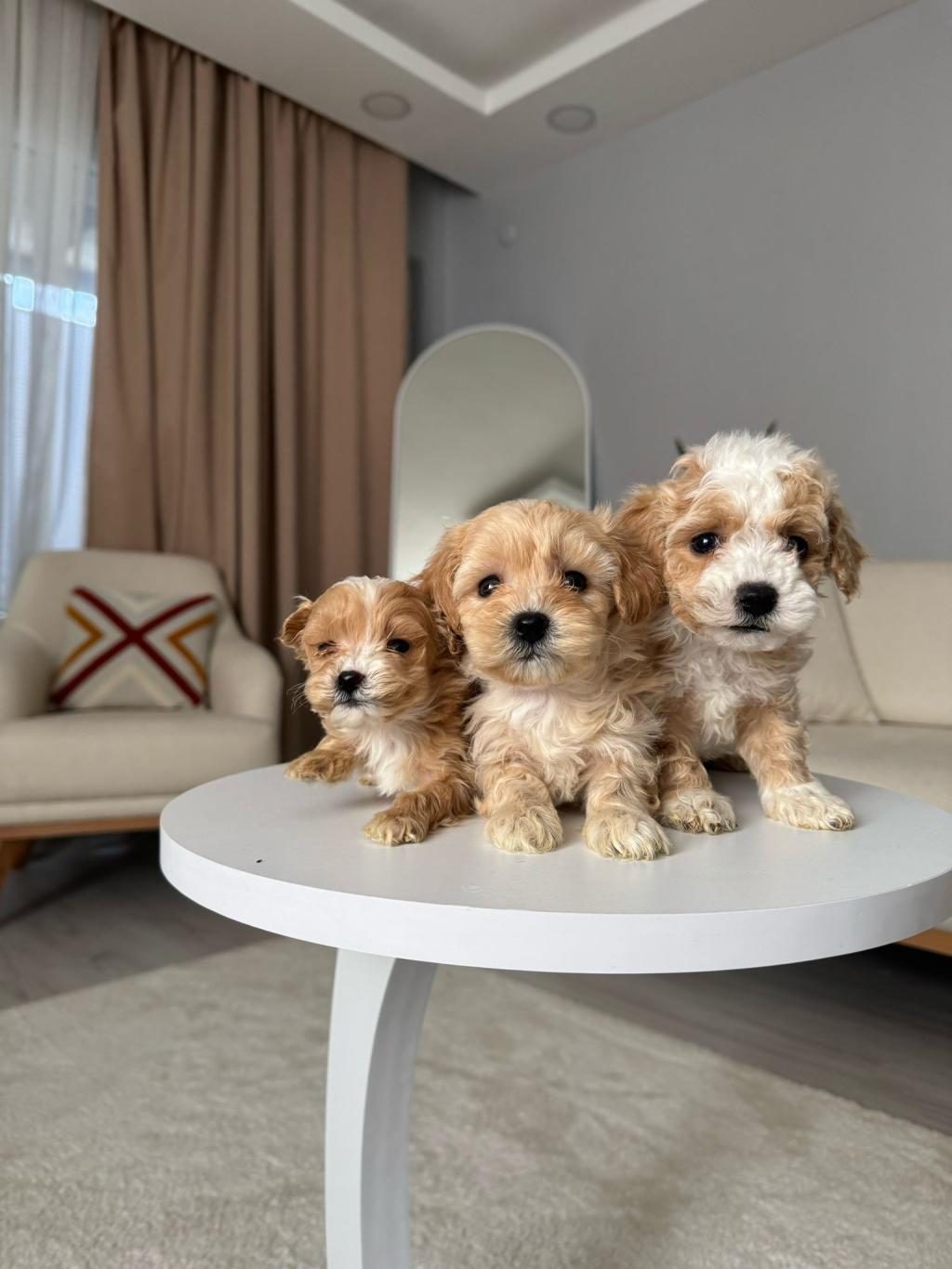 MALTİPOO ADRESE TESLİM, KAPIDA ÖDEME YAPABİLİRSİNİZ