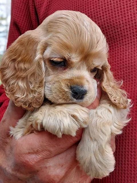 AMERİKAN COCKER KAPIDA ÖDEME HİZMETİMİZ VARDIR