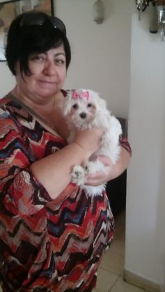 MALTESE TERRİER ADRESE TESLİM, KAPIDA ÖDEME YAPABİLİRSİNİZ
