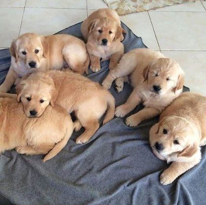 GOLDEN RETRİEVER ADRESE TESLİM KAPIDA ÖDEME YAPABİLİRSİNİZ