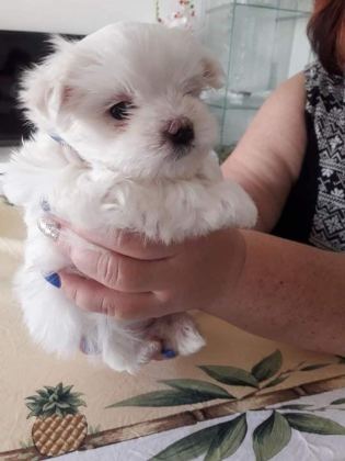 MALTESE TERRİER ADRESE TESLİM, KAPIDA ÖDEME YAPABİLİRSİNİZ