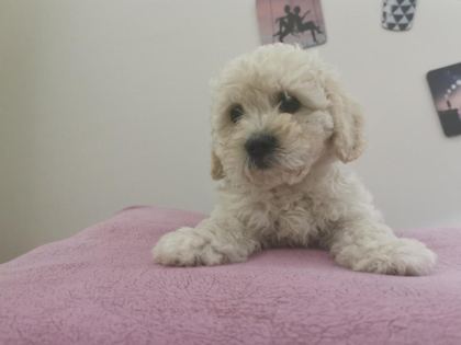 MALTİPOO ADRESE TESLİM, KAPIDA ÖDEME YAPABİLİRSİNİZ
