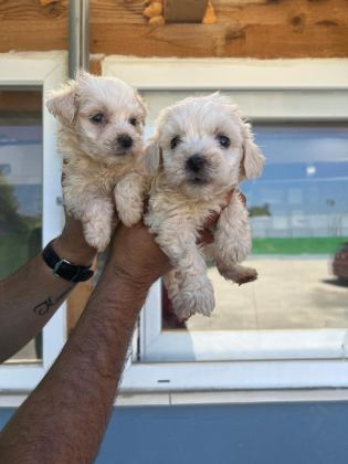 MALTİPOO ADRESE TESLİM, KAPIDA ÖDEME YAPABİLİRSİNİZ