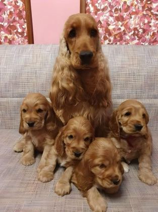 AMERİKAN COCKER KÖPEKLERİMİZ GELİP GÖREREK ALABİLİRSİNİZ