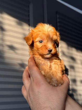 MALTİPOO ADRESE TESLİM, KAPIDA ÖDEME YAPABİLİRSİNİZ