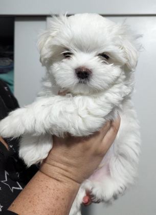 MALTESE TERRİER ADRESE TESLİM, KAPIDA ÖDEME YAPABİLİRSİNİZ