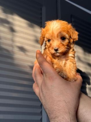 MALTİPOO ADRESE TESLİM, KAPIDA ÖDEME YAPABİLİRSİNİZ