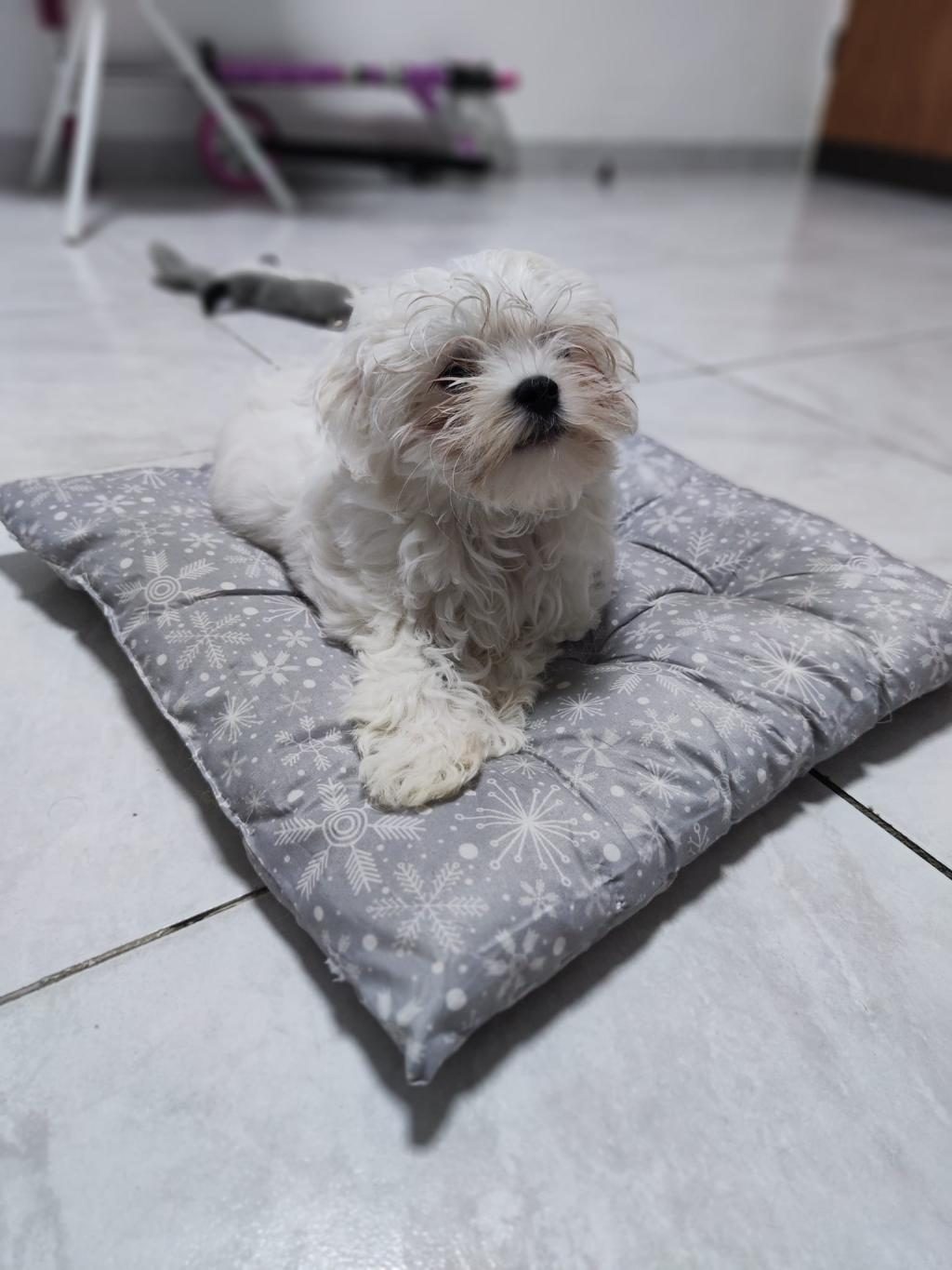 MALTESE TERRİER ADRESE TESLİM, KAPIDA ÖDEME YAPABİLİRSİNİZ