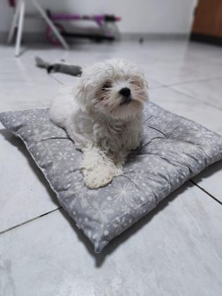 MALTESE TERRİER ADRESE TESLİM, KAPIDA ÖDEME YAPABİLİRSİNİZ