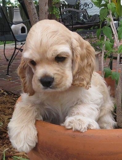 AMERİKAN COCKER KÖPEKLERİMİZ GELİP GÖREREK ALABİLİRSİNİZ