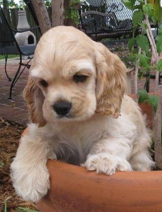 AMERİKAN COCKER KÖPEKLERİMİZ GELİP GÖREREK ALABİLİRSİNİZ