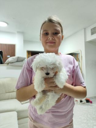 MALTESE TERRİER ADRESE TESLİM, KAPIDA ÖDEME YAPABİLİRSİNİZ