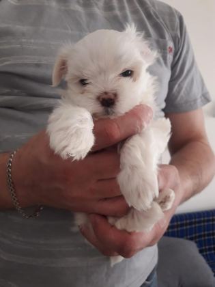 MALTESE TERRİER ADRESE TESLİM, KAPIDA ÖDEME YAPABİLİRSİNİZ