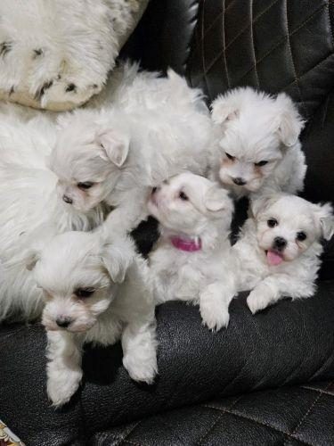MALTESE TERRİER ADRESE TESLİM, KAPIDA ÖDEME YAPABİLİRSİNİZ