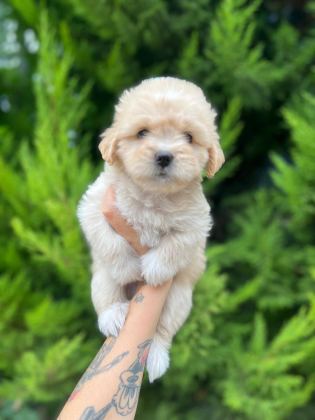 MALTİPOO YAVRULARIMIZI CANLI GÖREREK ALABİLİRSİNİZ