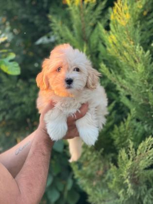 MALTİPOO YAVRULARIMIZI CANLI GÖREREK ALABİLİRSİNİZ