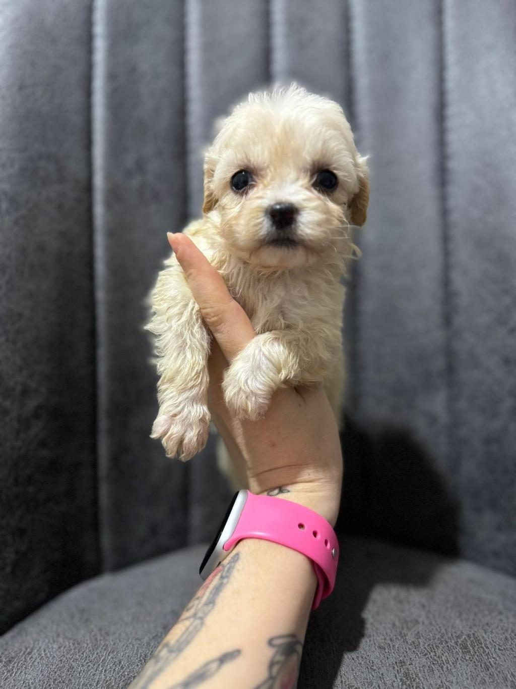 MALTİPOO YAVRULARIMIZI CANLI GÖREREK ALABİLİRSİNİZ