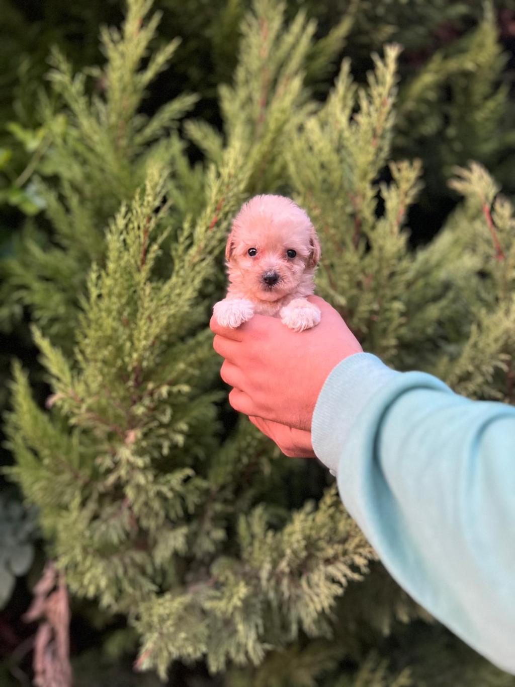 MALTİPOO YAVRULARIMIZI CANLI GÖREREK ALABİLİRSİNİZ
