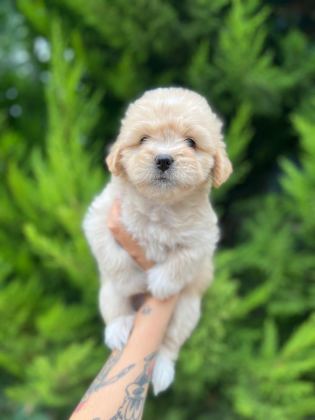 MALTİPOO YAVRULARIMIZI CANLI GÖREREK ALABİLİRSİNİZ