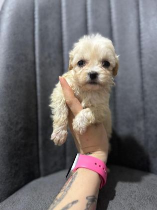MALTİPOO YAVRULARIMIZI CANLI GÖREREK ALABİLİRSİNİZ