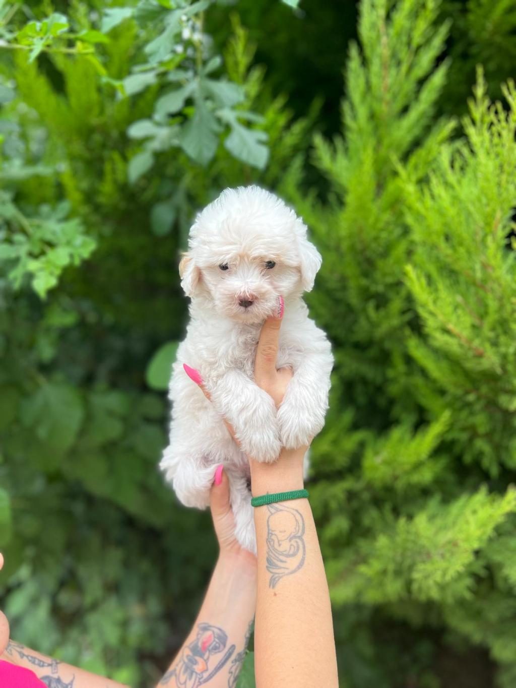 MALTİPOO YAVRULARIMIZI CANLI GÖREREK ALABİLİRSİNİZ