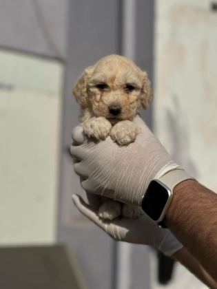 MALTİPOO YAVRULARIMIZI CANLI GÖREREK ALABİLİRSİNİZ
