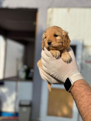 MALTİPOO YAVRULARIMIZI CANLI GÖREREK ALABİLİRSİNİZ
