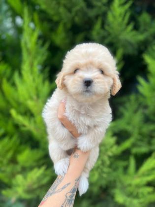 MALTİPOO YAVRULARIMIZI CANLI GÖREREK ALABİLİRSİNİZ