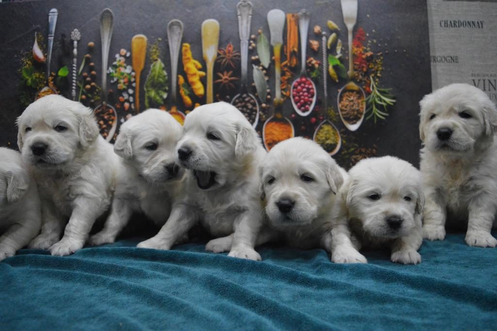GOLDEN RETRİEVER YAVRULAR CANLI GÖREREK ALABİLİRSİNİZ