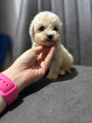 MALTİPOO YAVRULARIMIZI CANLI GÖREREK ALABİLİRSİNİZ